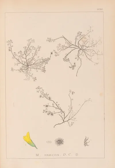 Herbier De La Flore Francaise Pl 0268