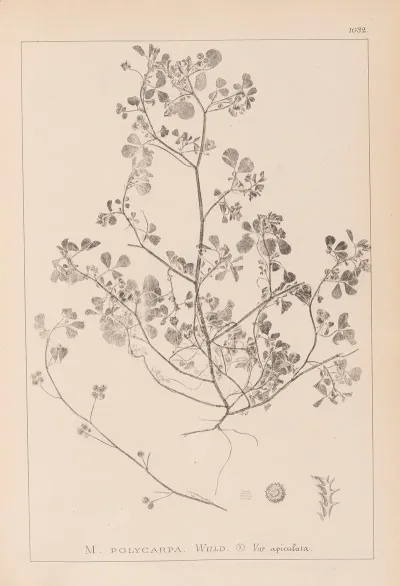 Herbier De La Flore Francaise Pl 0270