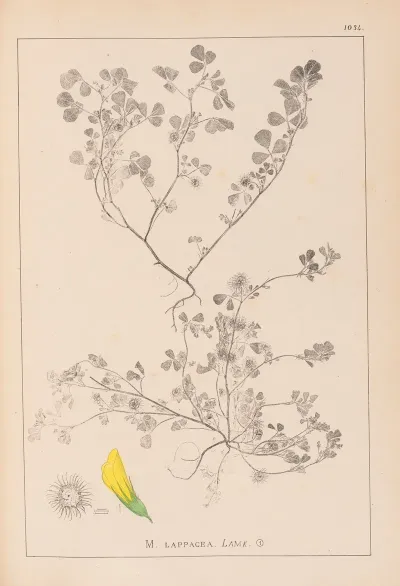 Herbier De La Flore Francaise Pl 0272