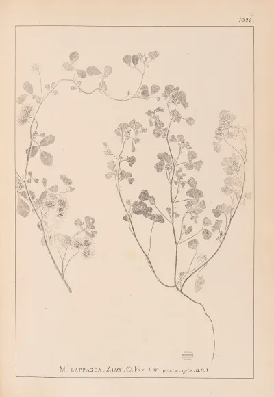 Herbier De La Flore Francaise Pl 0273