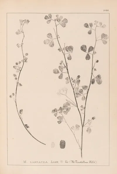 Herbier De La Flore Francaise Pl 0274