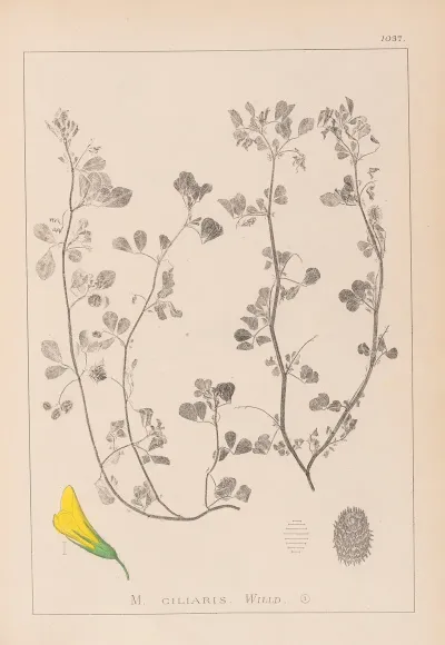 Herbier De La Flore Francaise Pl 0275