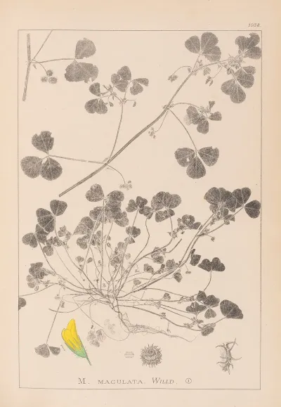 Herbier De La Flore Francaise Pl 0276