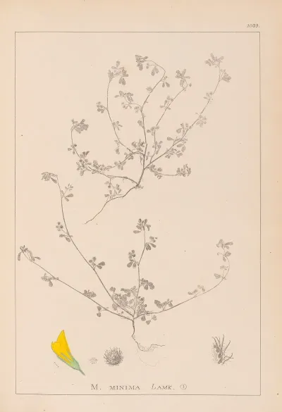 Herbier De La Flore Francaise Pl 0277