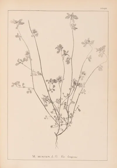 Herbier De La Flore Francaise Pl 0278