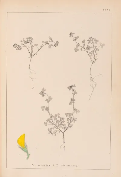 Herbier De La Flore Francaise Pl 0279