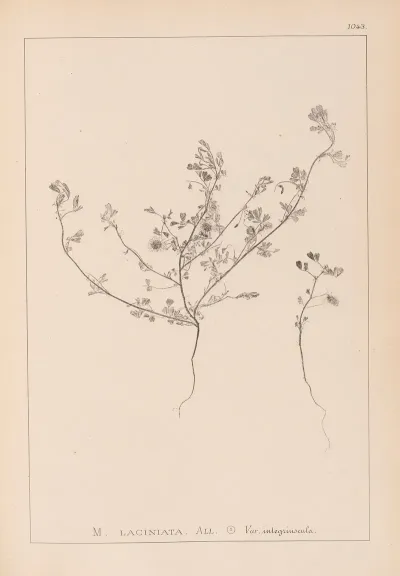 Herbier De La Flore Francaise Pl 0281