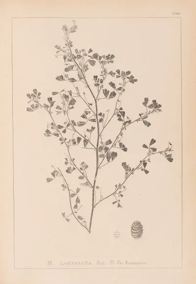 Herbier De La Flore Francaise Pl 0282