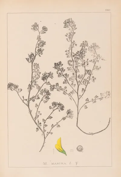 Herbier De La Flore Francaise Pl 0283