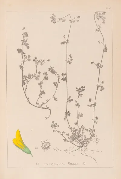 Herbier De La Flore Francaise Pl 0284