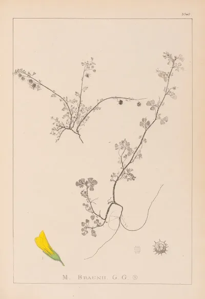 Herbier De La Flore Francaise Pl 0286