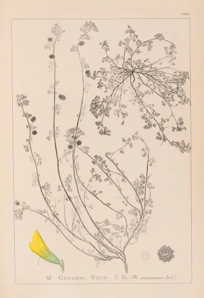 Herbier De La Flore Francaise Pl 0287