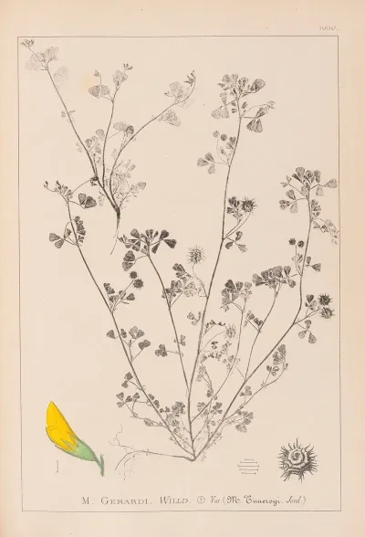Herbier De La Flore Francaise Pl 0288