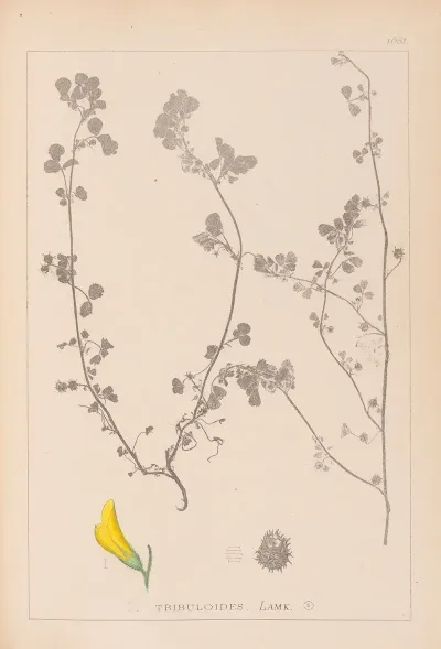Herbier De La Flore Francaise Pl 0289