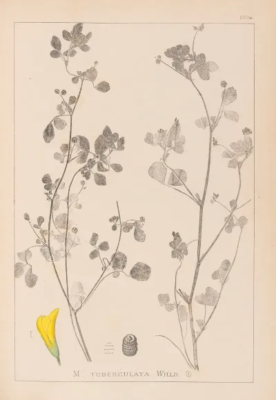 Herbier De La Flore Francaise Pl 0291