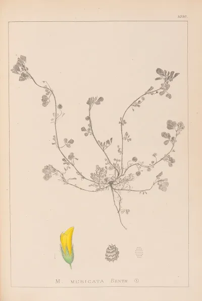 Herbier De La Flore Francaise Pl 0293