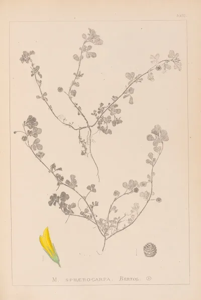 Herbier De La Flore Francaise Pl 0294