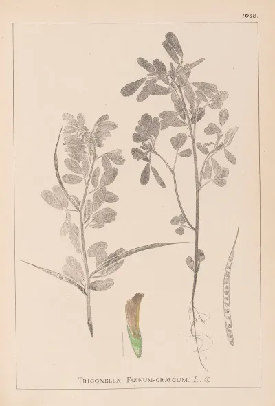 Herbier De La Flore Francaise Pl 0295