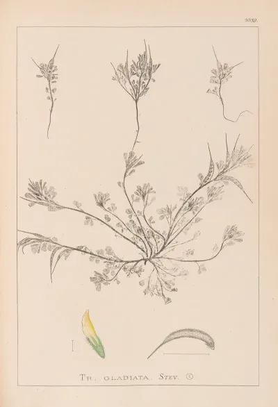Herbier De La Flore Francaise Pl 0296
