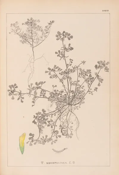 Herbier De La Flore Francaise Pl 0297