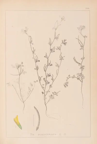 Herbier De La Flore Francaise Pl 0298