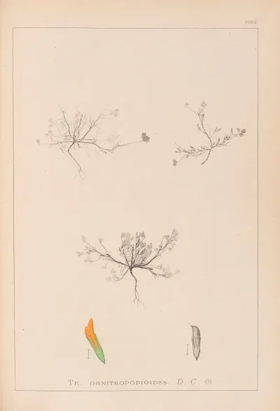 Herbier De La Flore Francaise Pl 0299