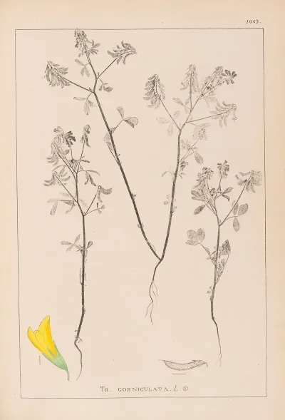 Herbier De La Flore Francaise Pl 0300