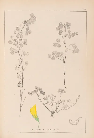 Herbier De La Flore Francaise Pl 0301