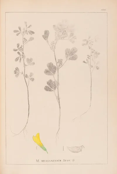 Herbier De La Flore Francaise Pl 0303