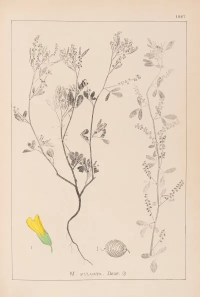 Herbier De La Flore Francaise Pl 0304