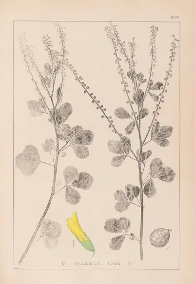 Herbier De La Flore Francaise Pl 0306