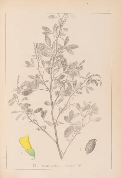 Herbier De La Flore Francaise Pl 0307