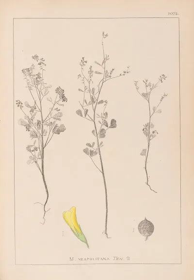 Herbier De La Flore Francaise Pl 0309
