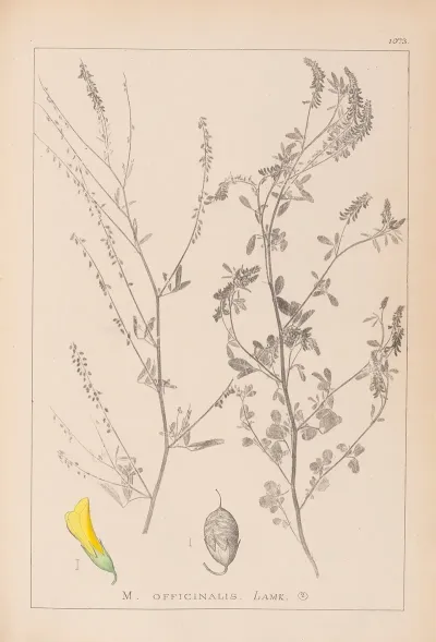 Herbier De La Flore Francaise Pl 0310