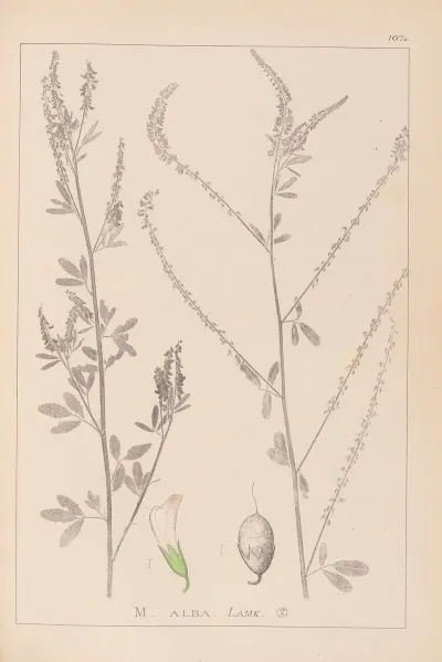Herbier De La Flore Francaise Pl 0311