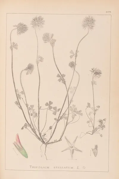 Herbier De La Flore Francaise Pl 0314