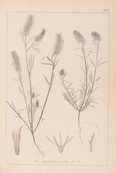 Herbier De La Flore Francaise Pl 0315