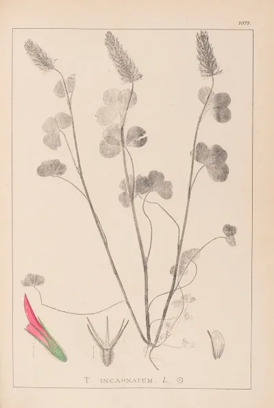 Herbier De La Flore Francaise Pl 0316