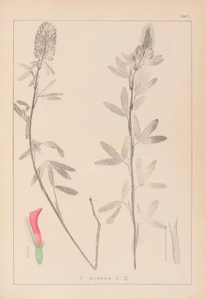 Herbier De La Flore Francaise Pl 0318