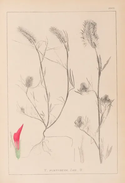 Herbier De La Flore Francaise Pl 0319