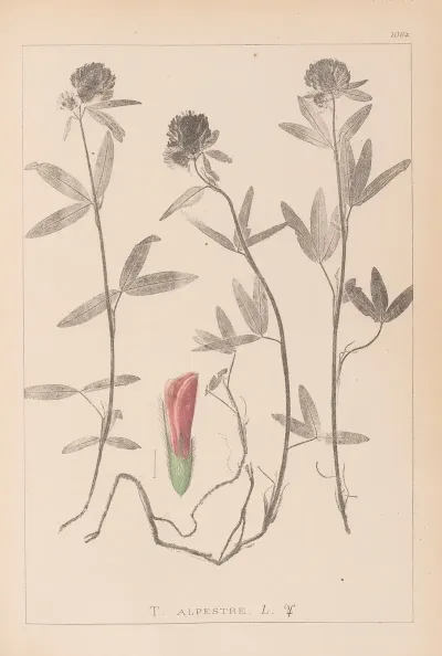 Herbier De La Flore Francaise Pl 0320