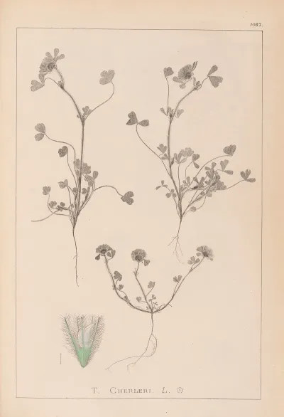 Herbier De La Flore Francaise Pl 0323