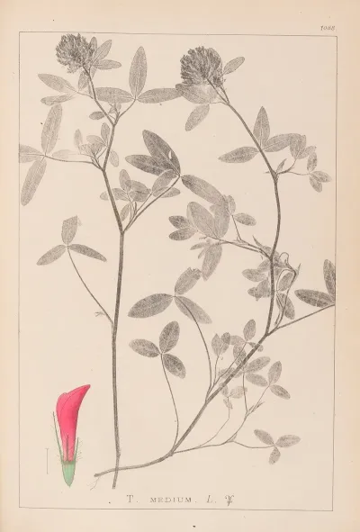 Herbier De La Flore Francaise Pl 0324
