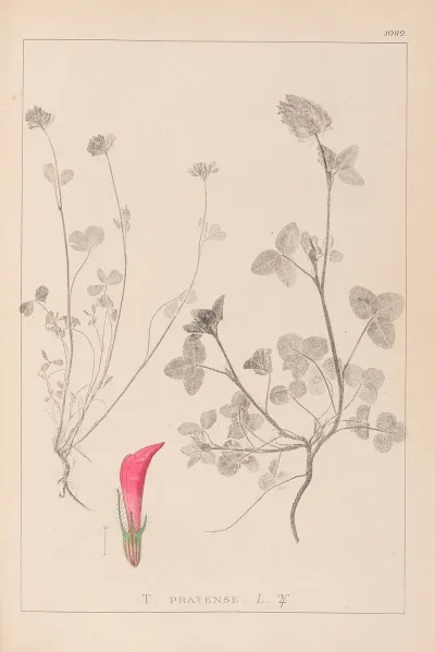 Herbier De La Flore Francaise Pl 0325