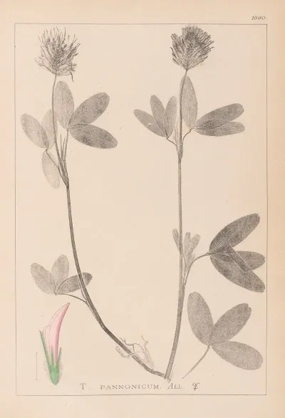 Herbier De La Flore Francaise Pl 0326