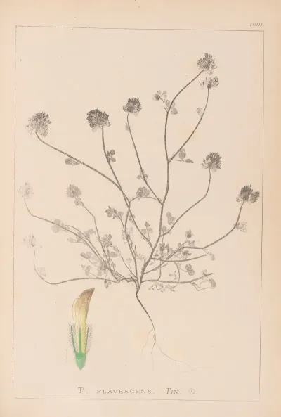 Herbier De La Flore Francaise Pl 0327