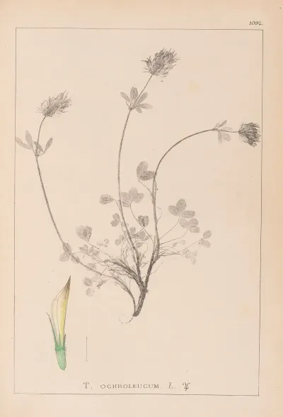 Herbier De La Flore Francaise Pl 0328
