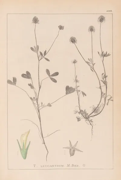 Herbier De La Flore Francaise Pl 0329