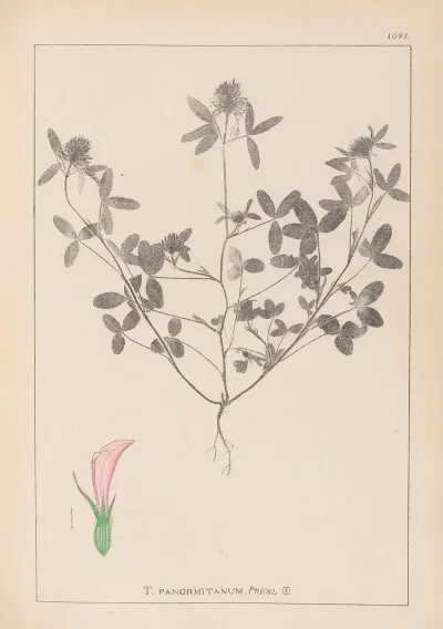 Herbier De La Flore Francaise Pl 0331