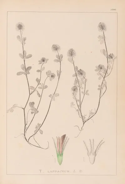 Herbier De La Flore Francaise Pl 0332
